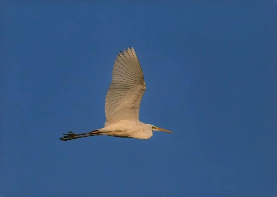 Nosterfield Bird Review February 2026