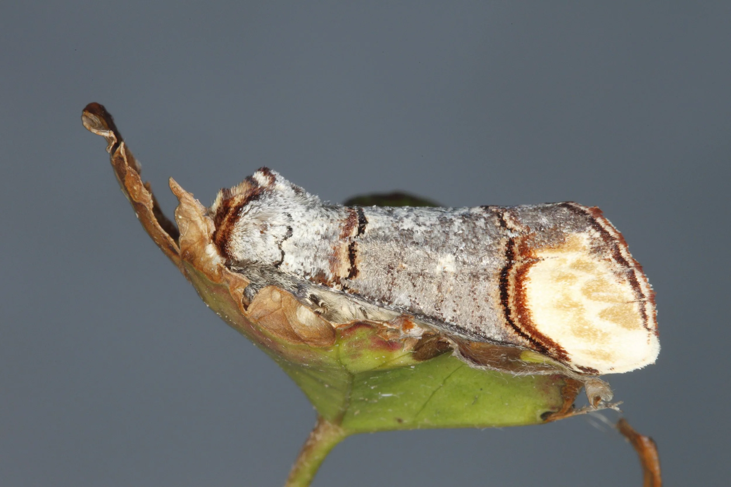 June Conservation Club: Meet the Moths