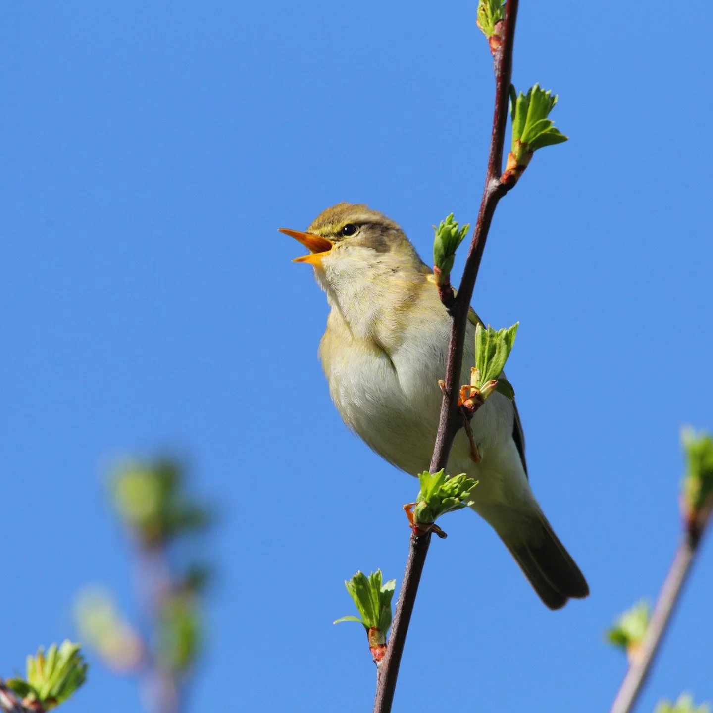 🦋 LUCT Events April - May 🌿

We have a fantastic line-up of events coming up at Nosterfield Nature Reserve and Nosterfield Quarry! 

From guided walks to the dawn chorus, there&rsquo;s something for everyone to enjoy.

All events are free, but book