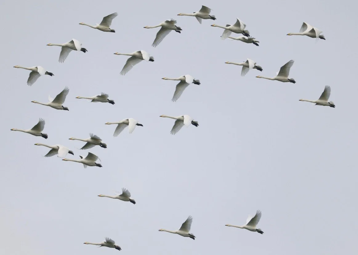 Nosterfield Bird Review - March 2026