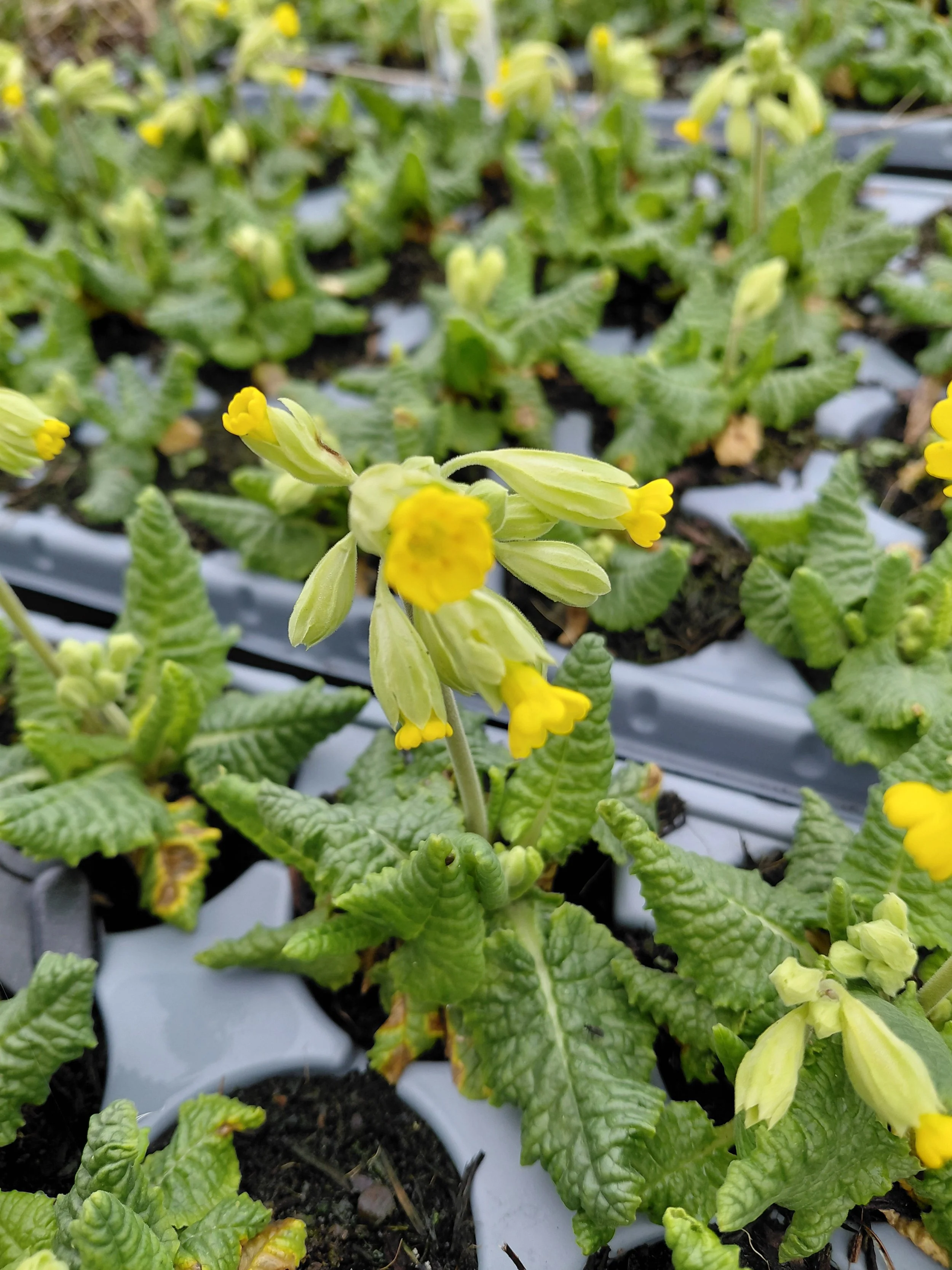 Habitat Creation Nursery Update: January - April 2026