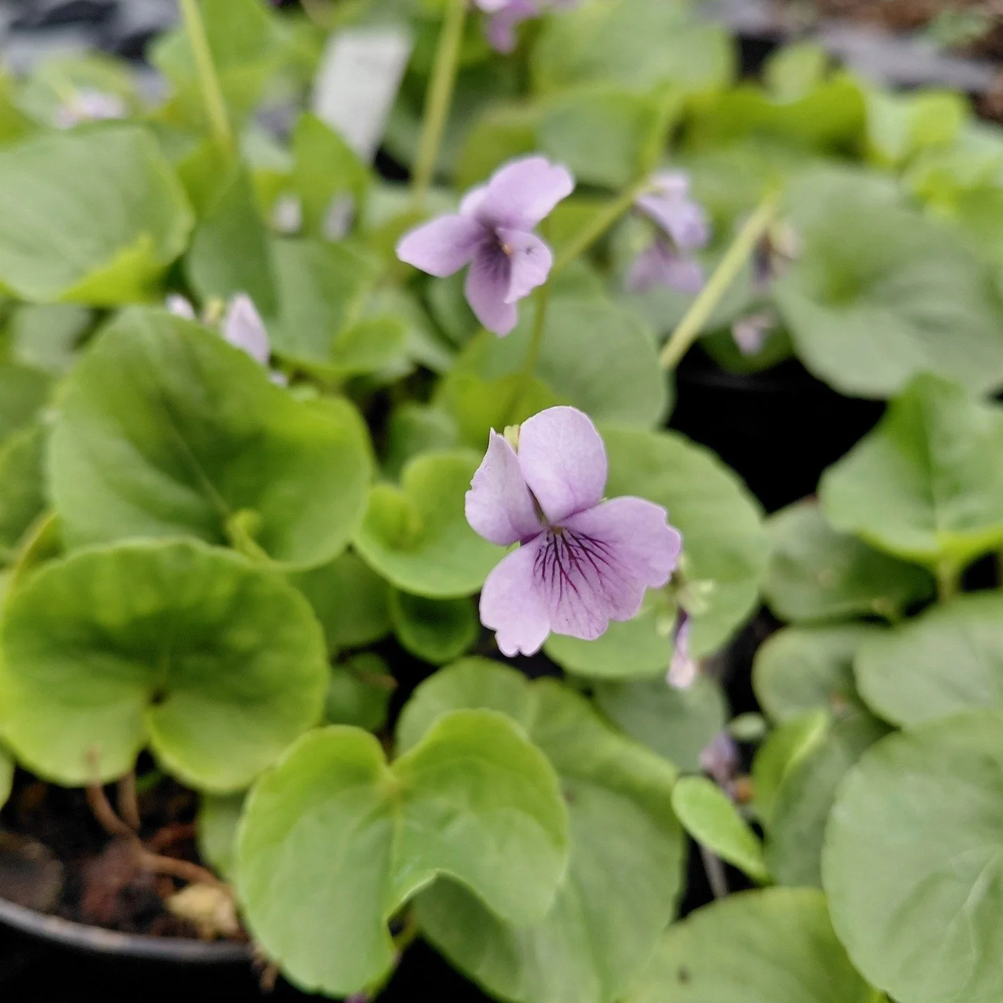Nice to see some lovely colours start to show in the plant nursery with our marsh violet, marsh marigold and cowslips!