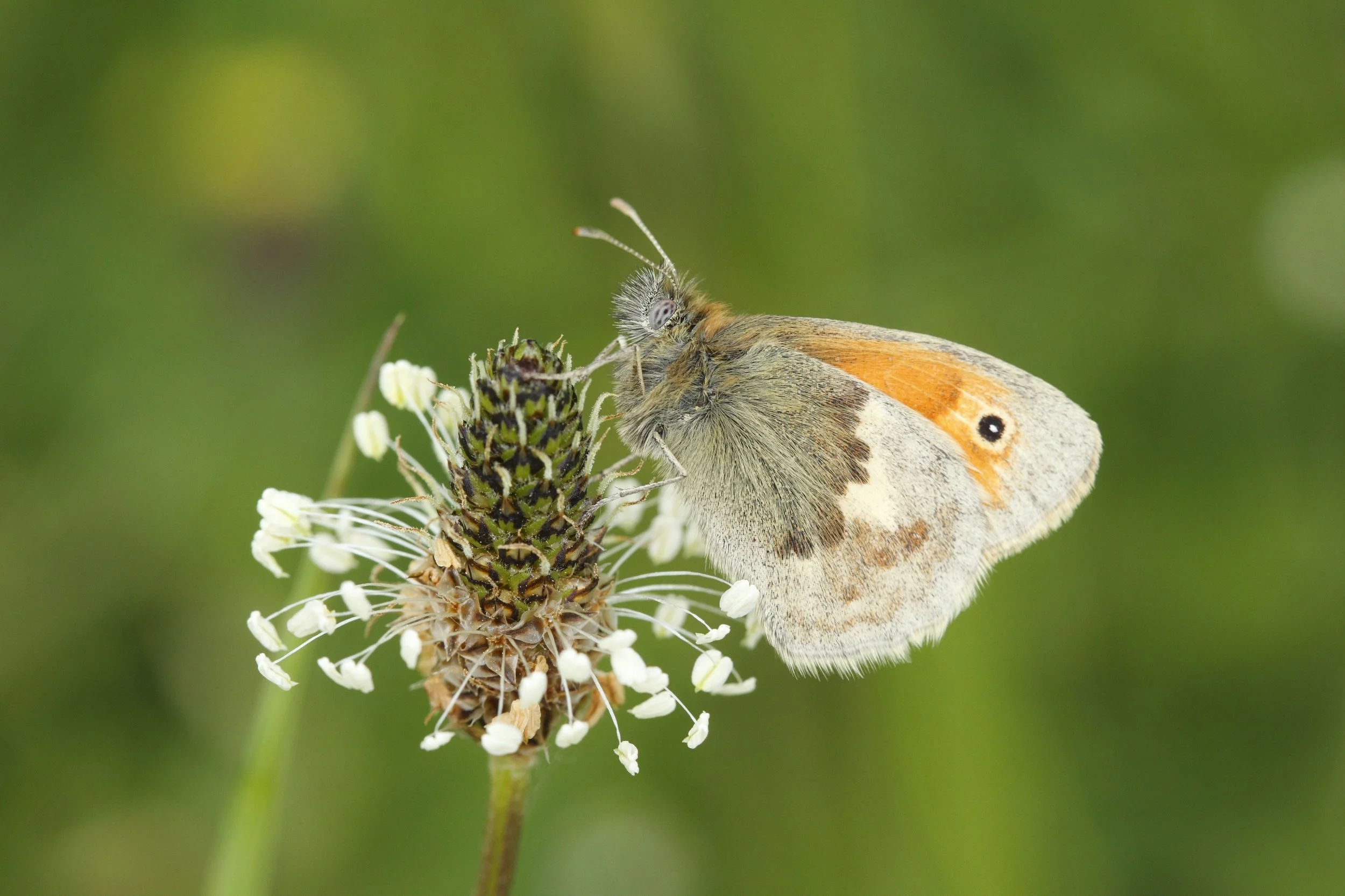 Butterfly Walk at Nosterfield Quarry 