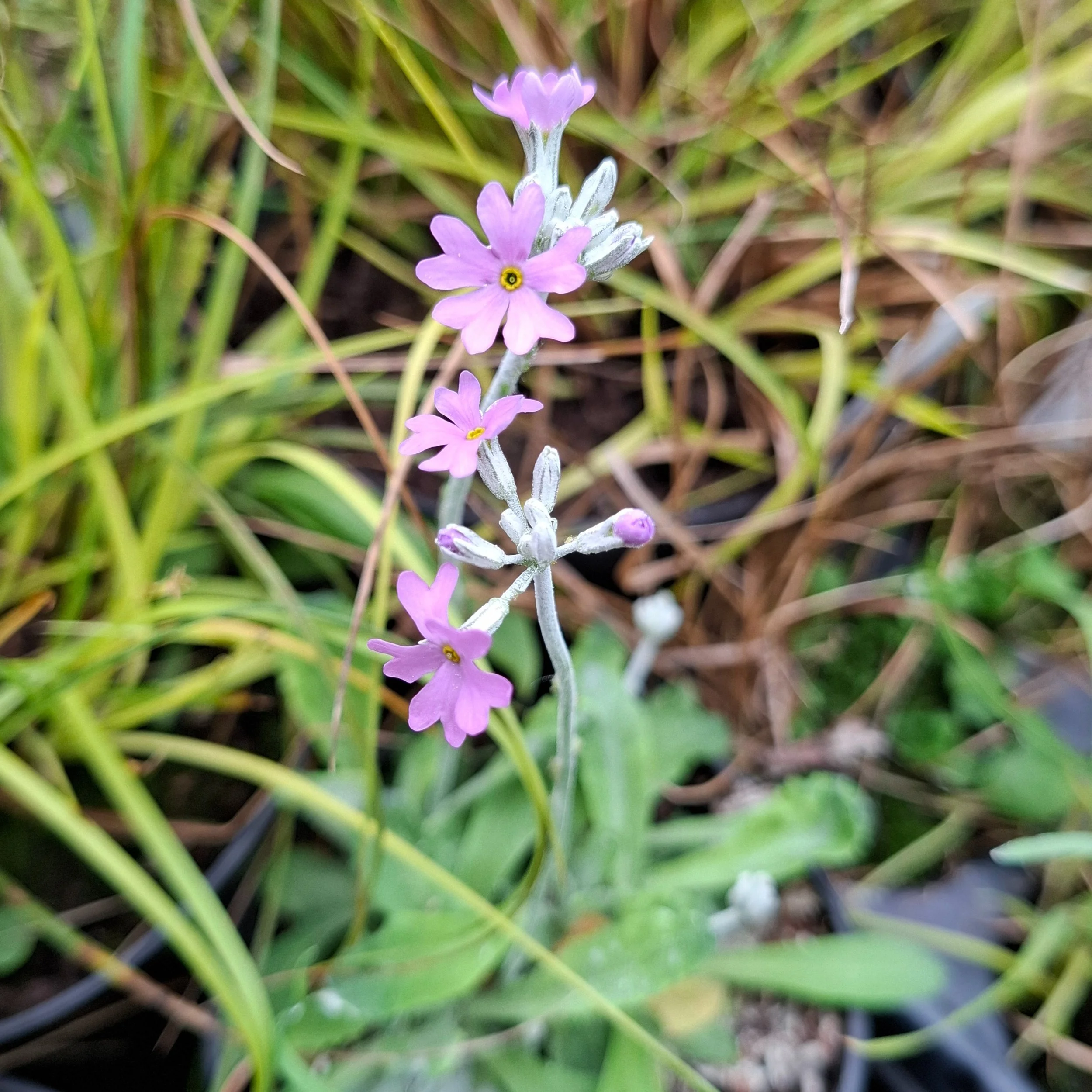 Birds-eye primrose (Primula farinosa) in flower.

This beautiful plant still grows around limestone seepages in the Moors and Dales but was once widespread in damp meadows across the Central Vale too. A combination of habitat loss and drainage mean i