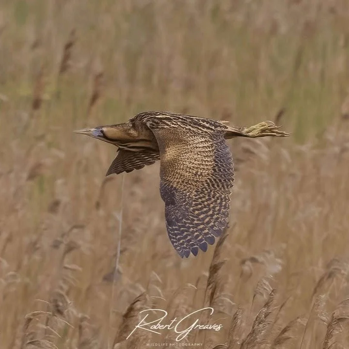 Bittern from the Reedbed Hide

A wonderful encounter with one of our most elusive wetland birds. 

Many thanks to Robert Greaves for kindly sharing these superb photographs.

#Bittern #BirdPhotography #WildlifePhotography #NaturePhotography #Wetlands