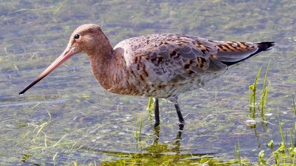 Nosterfield Bird Review April 2026
