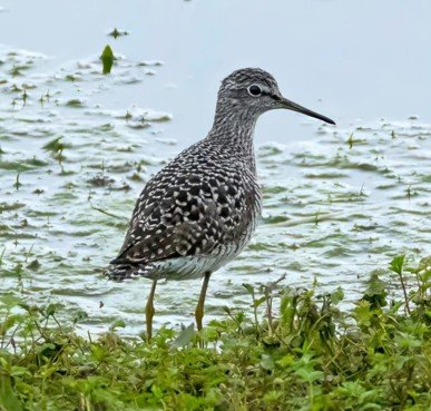 Nosterfield Bird Review - May 2026