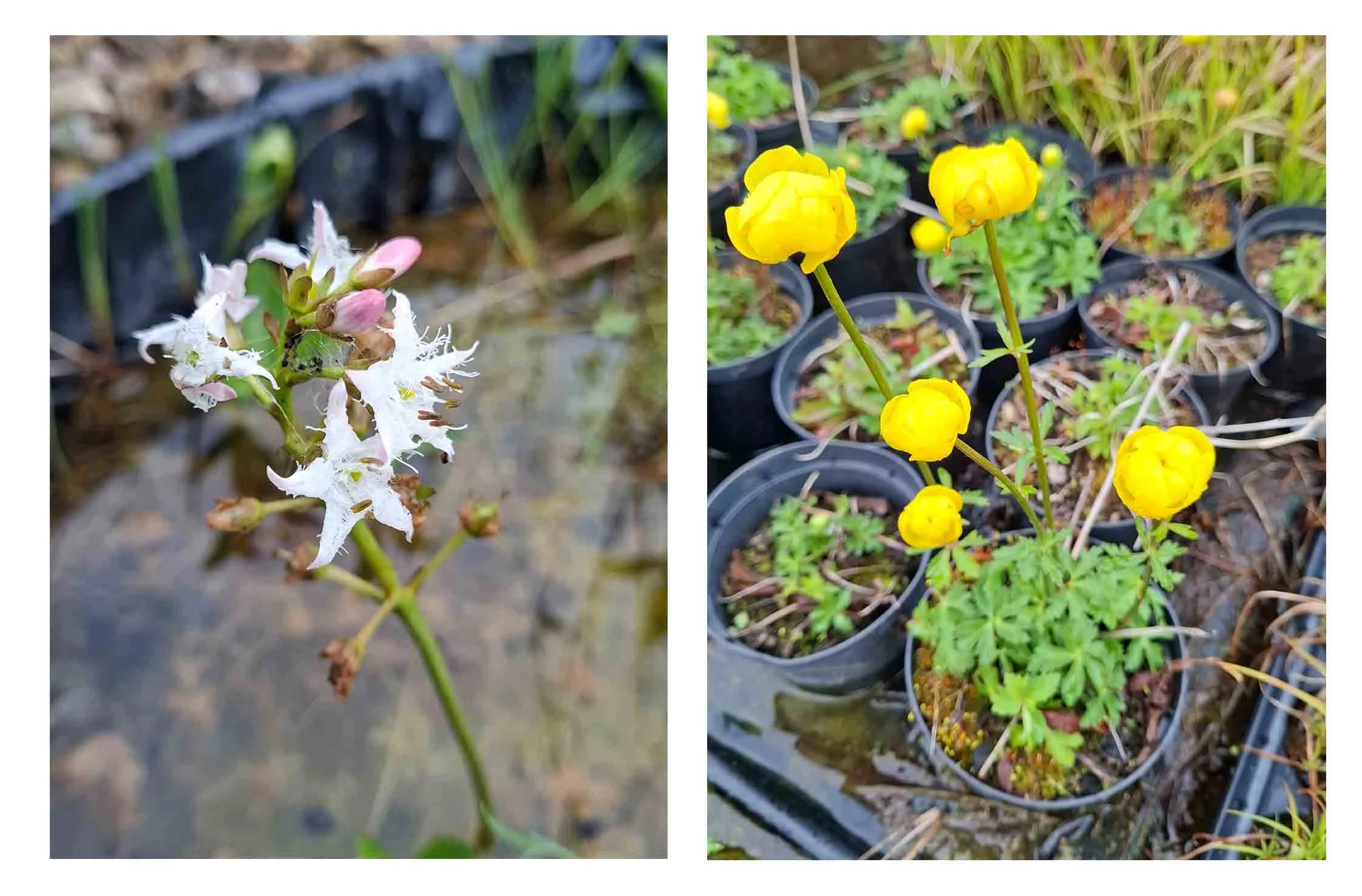 Habitat Creation Nursery Update: April- July 