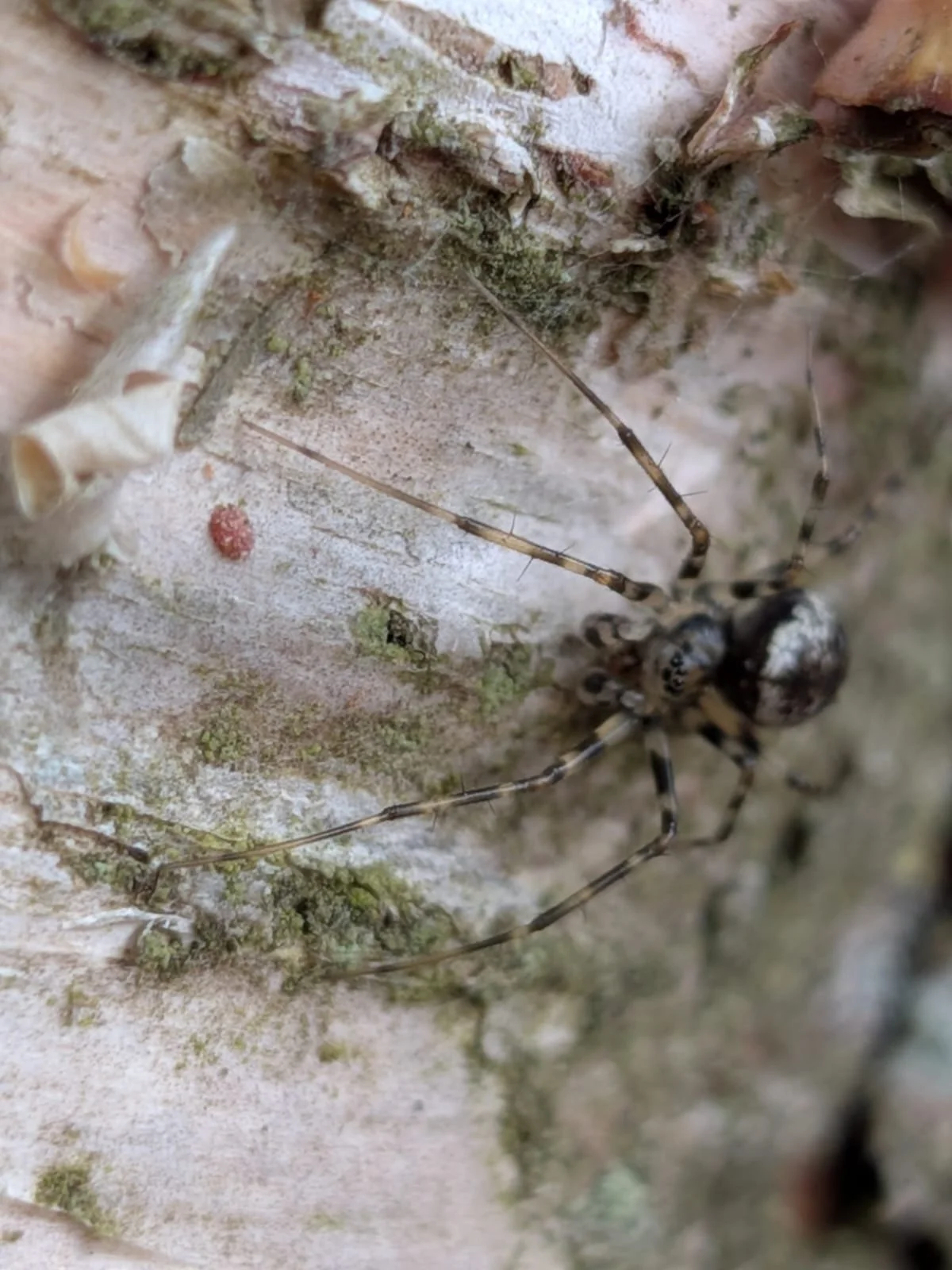 Spiders at Nosterfield Nature Reserve