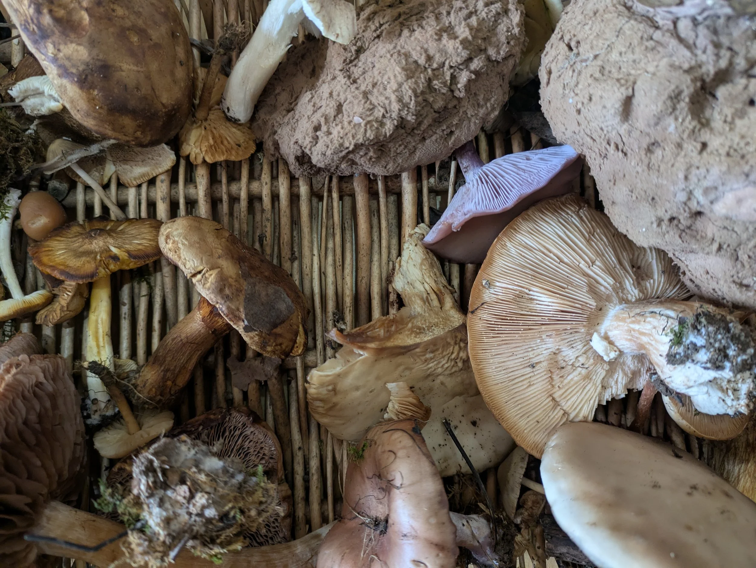 An Introduction to Fungi 