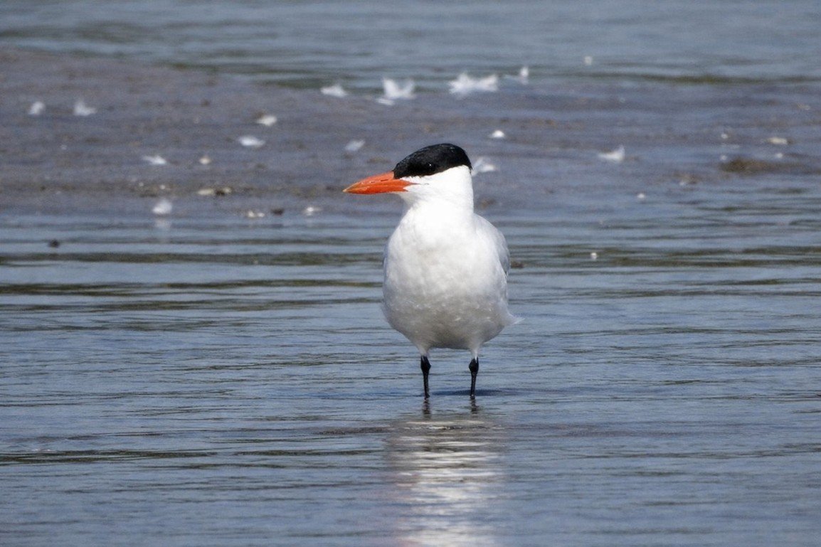 Nosterfield Bird Review July 2026