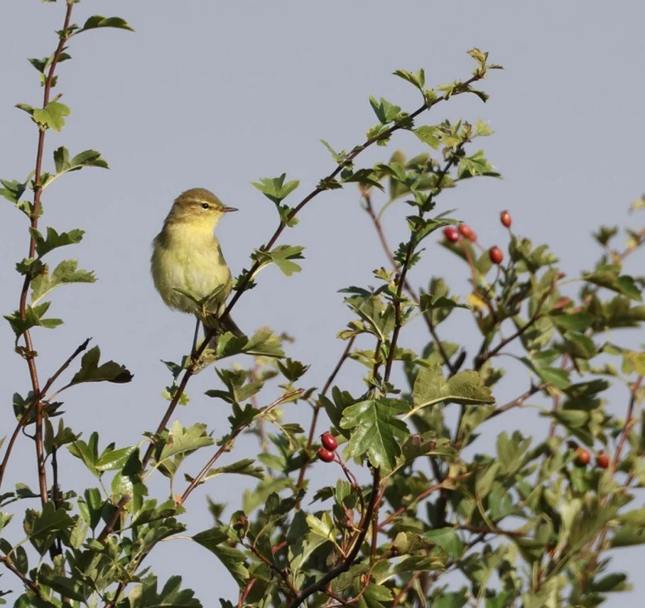 Nosterfield Bird Review August 2026