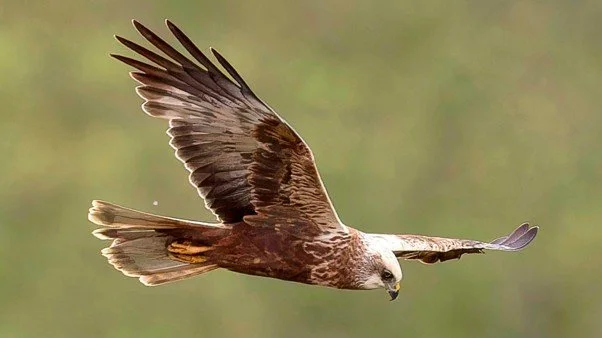Nosterfield Bird Review June 2026