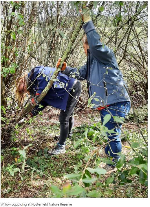 Community Work Day: Willow Coppicing on the Main Reserve