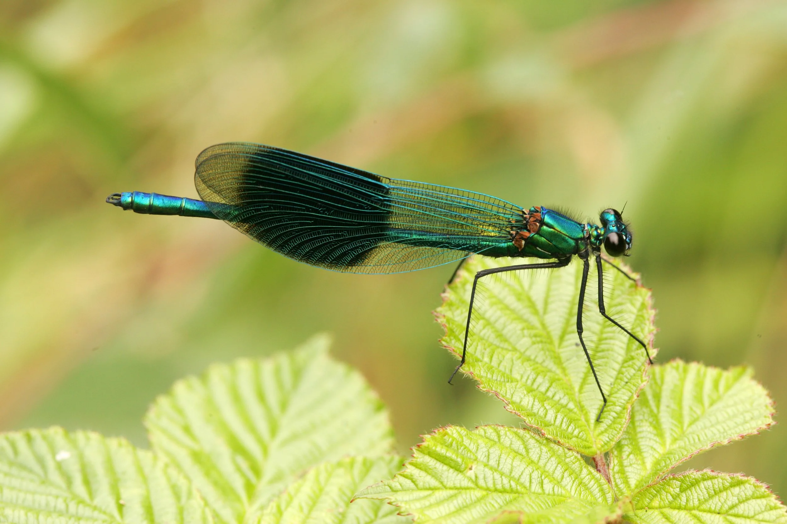 Nosterfield Dragonfly Report 2025 — The Lower Ure Conservation Trust