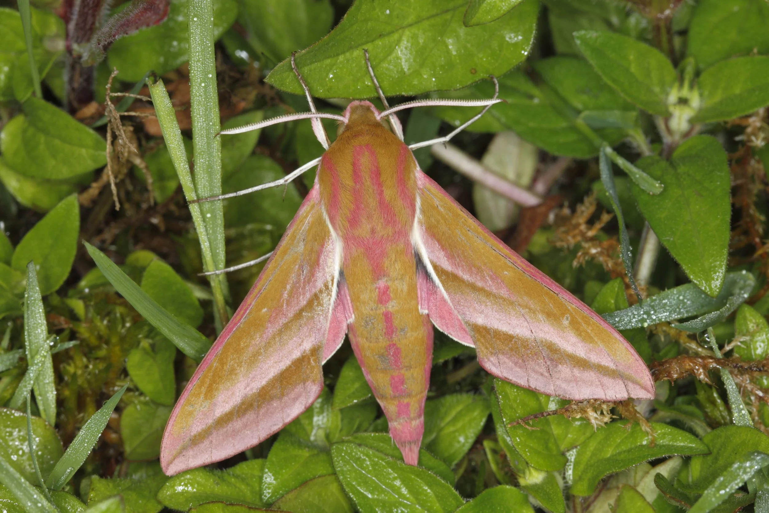 June Conservation Club: Meet the Moths — The Lower Ure Conservation Trust