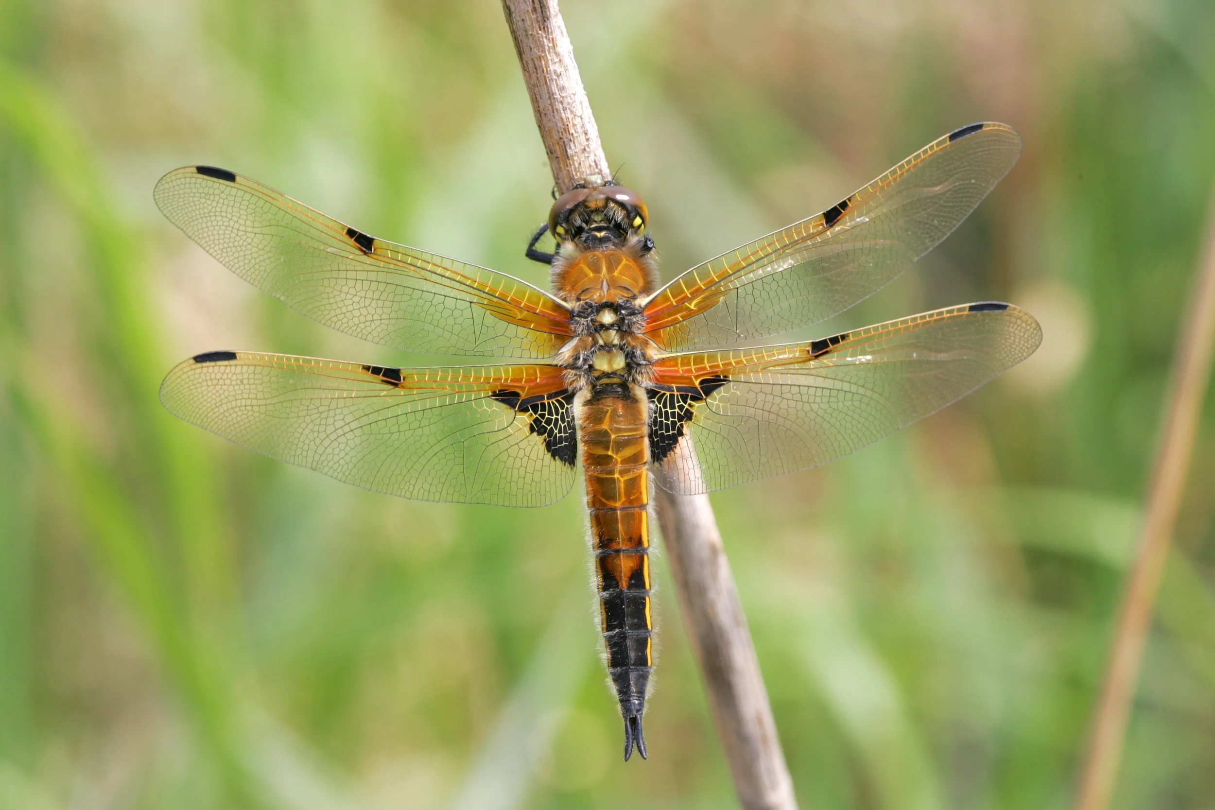 Insects — The Lower Ure Conservation Trust