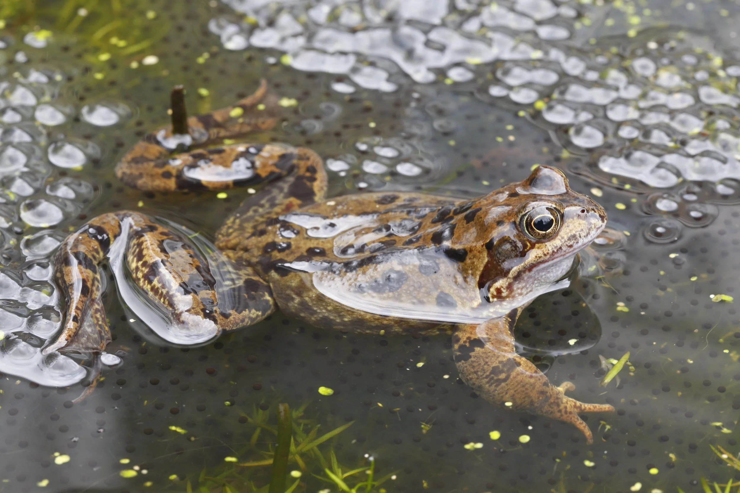 Little Explorers for Pre-School Children — The Lower Ure Conservation Trust