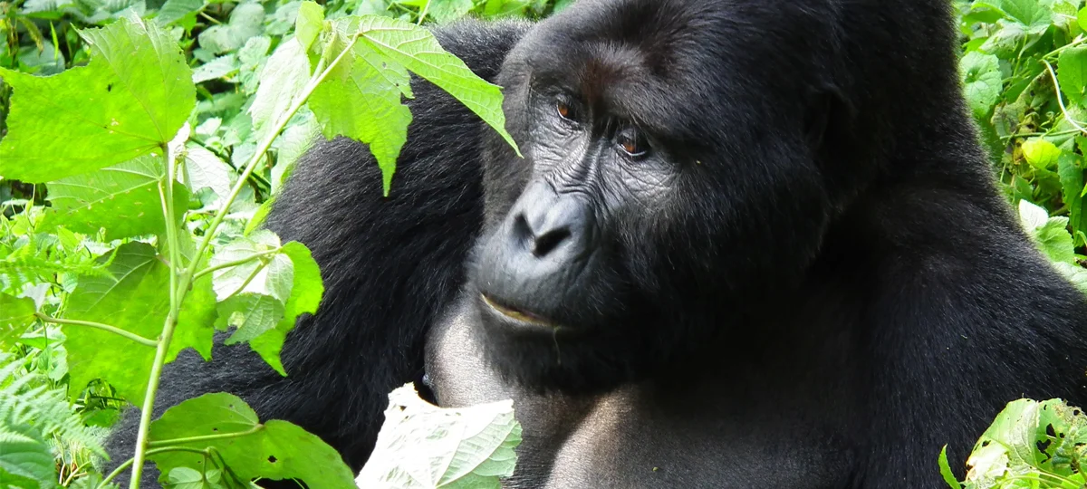gorilla.jpg