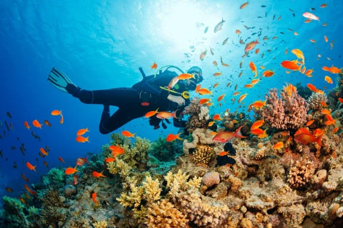 Diving.jpg