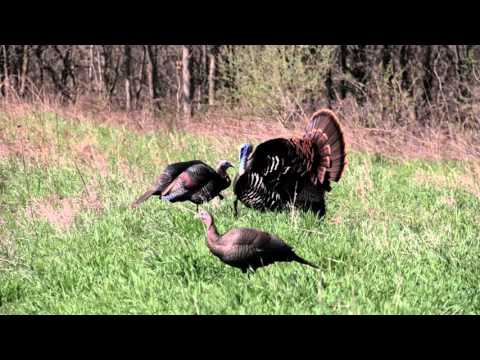 IRAP Turkey Hunting Success