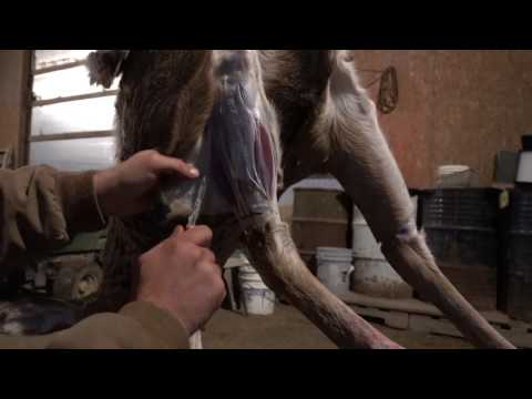 How To Skin A Deer For Taxidermist: Shoulder Mount