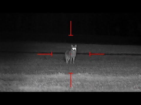 Coyote Hunting at Night - Dirt Naps 6