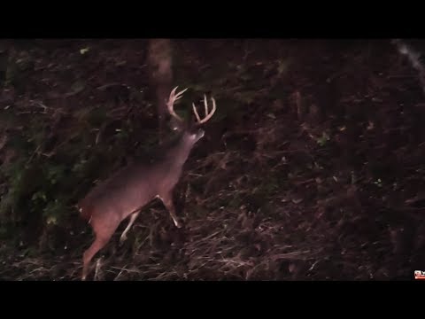 Bowhuting Deer - Early Season Buck's in KY and MO