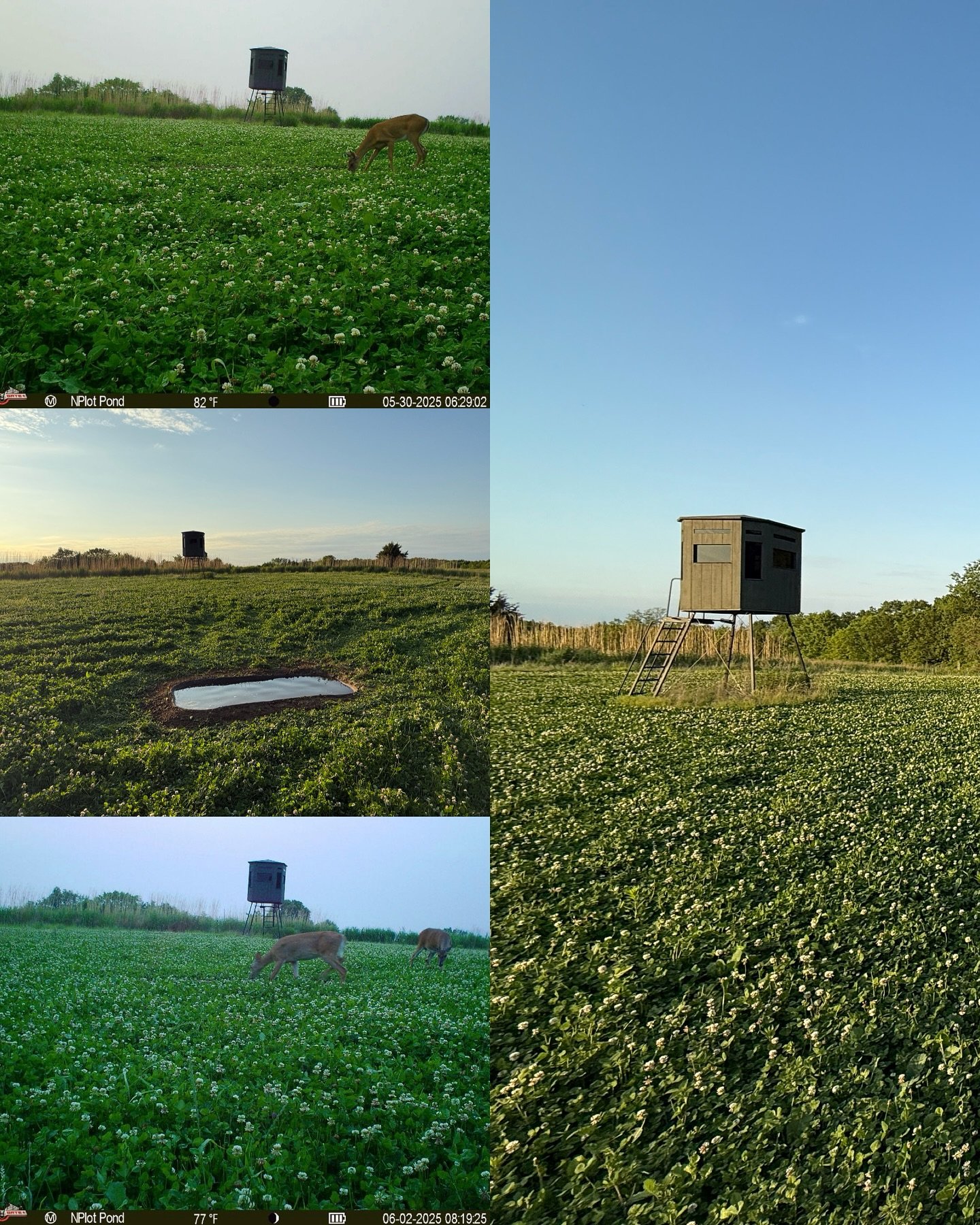 This clover plot and Deer Pond combo is so 🔥, the bucks are gonna start leaving Yelp reviews.
@360huntingblinds
@realworldwildlifeproducts 
@deerponds