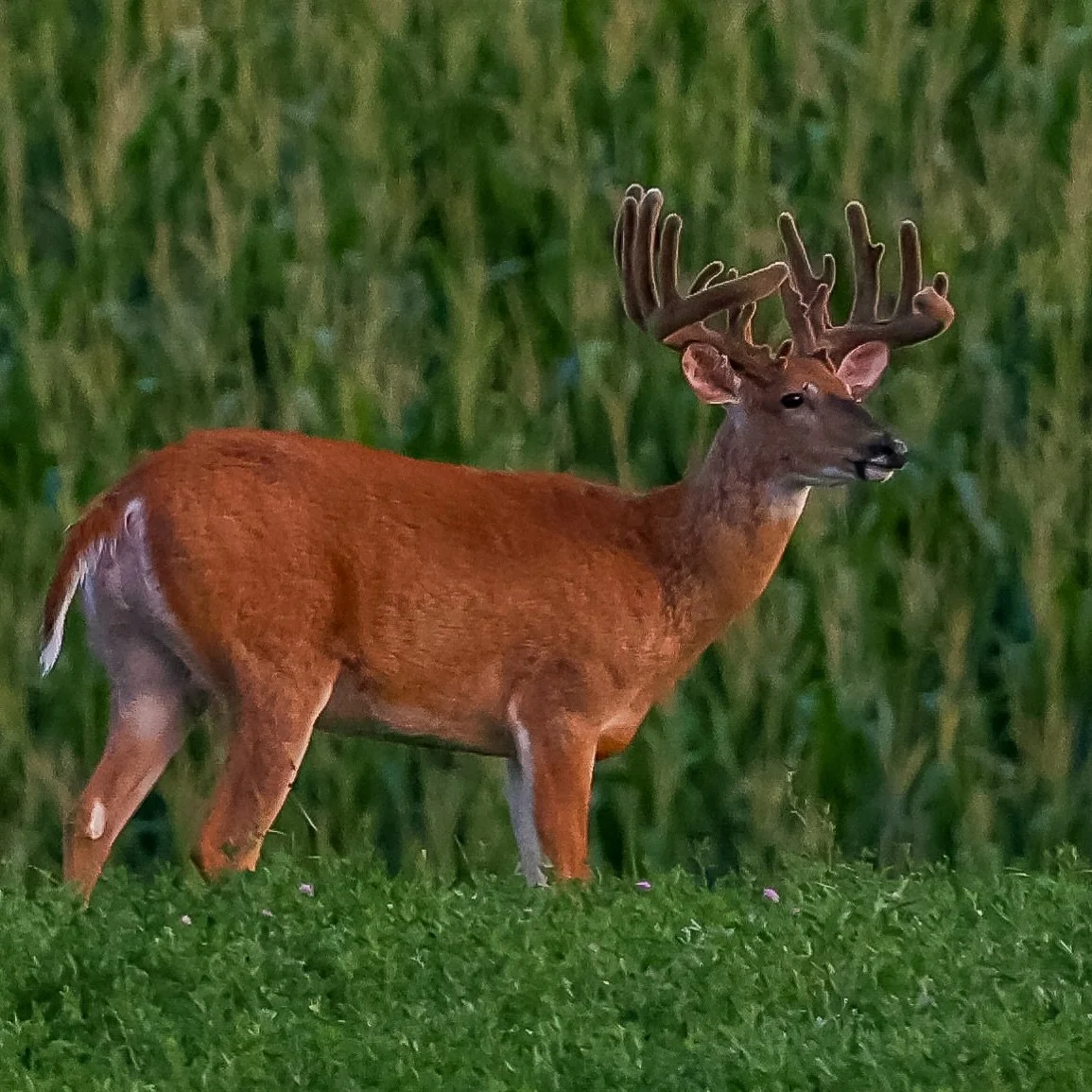 Stacked! 🥵

#whitetail #deerhunting #outdoors #bigbuck #deer