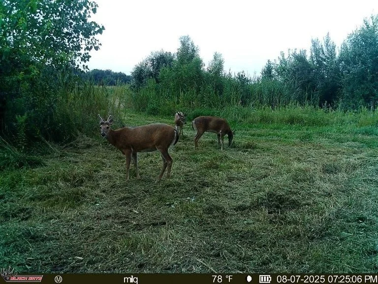 Everyone meet &ldquo;Bud Light&rdquo;. Pronouns She, he, his, hers, Mr, Mrs. 

#trailcam #trailcamera #hunting #deerhunting #outdoors
