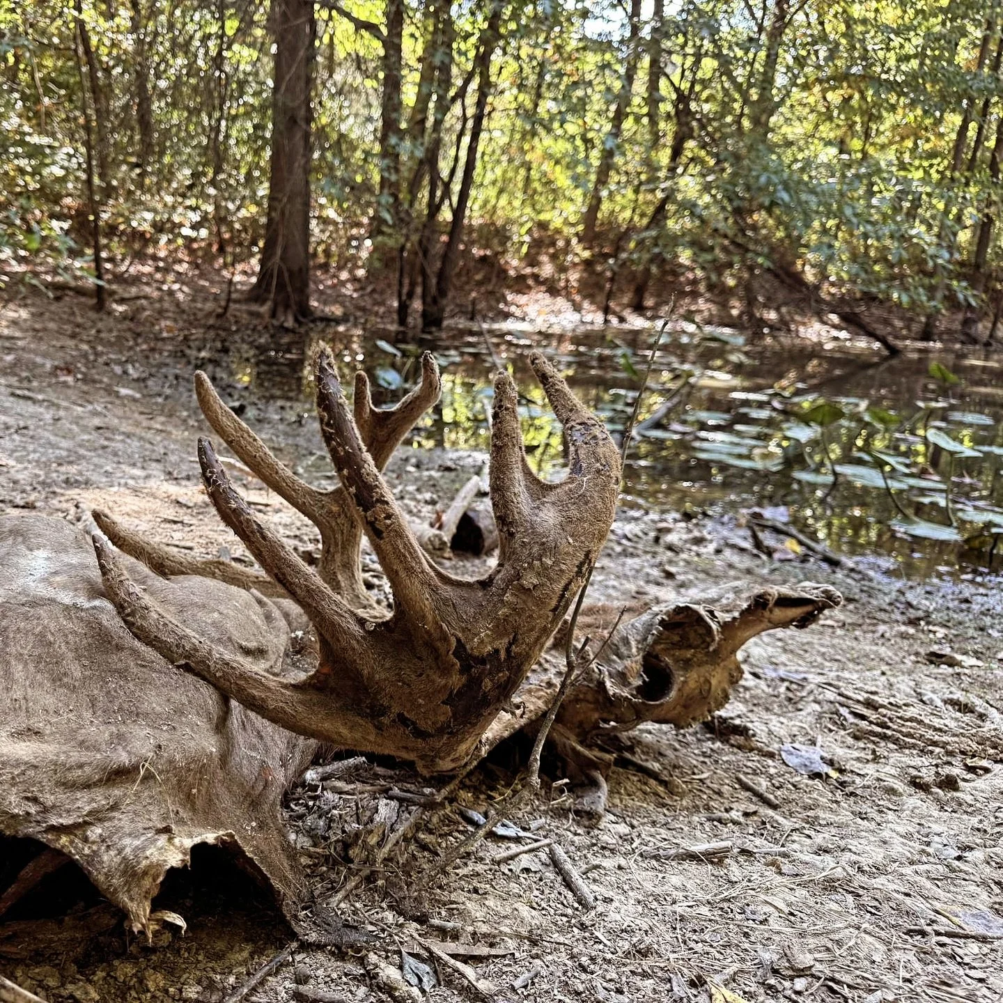 EHD hitting Southern Illinois&hellip; Anyone else finding EHD casualties? 

#hunting #deerhunting #ehd #outdoors #wildlife