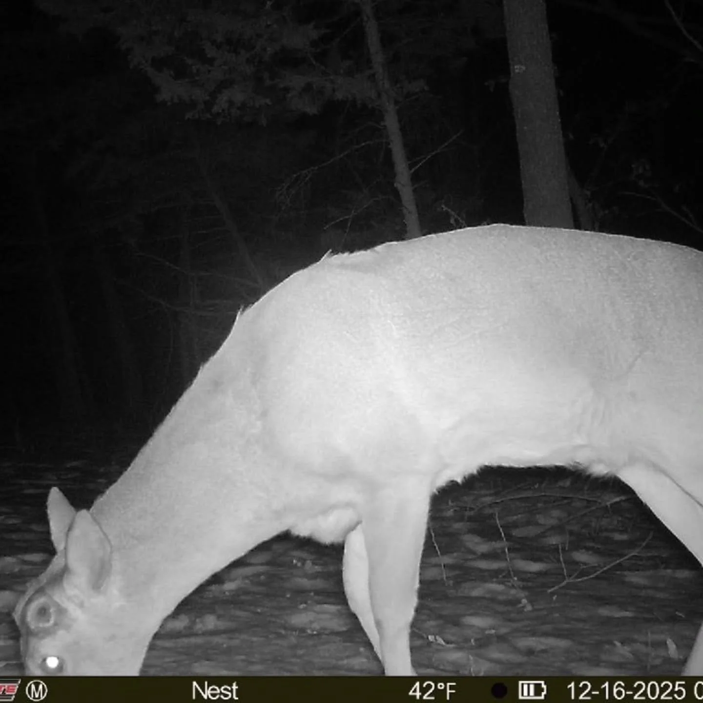 Little early for this to be happening. This is the 3rd buck we've already got on camera that has shed! Was that cold snap the culprit? 
@blackgatehuntingproducts