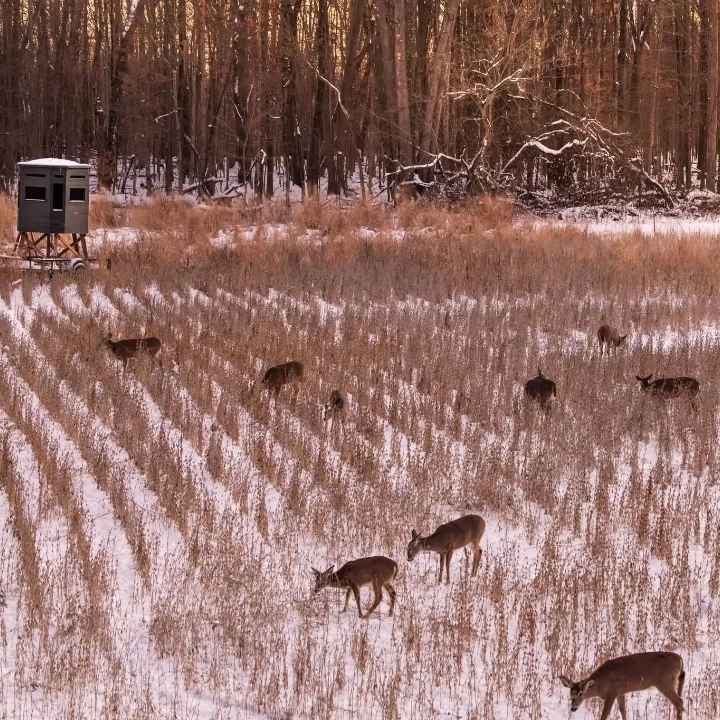Needing those late season temps to come on back! The Gen 2 @realworldwildlifeproducts beans is where you'll find us when those temps come back.