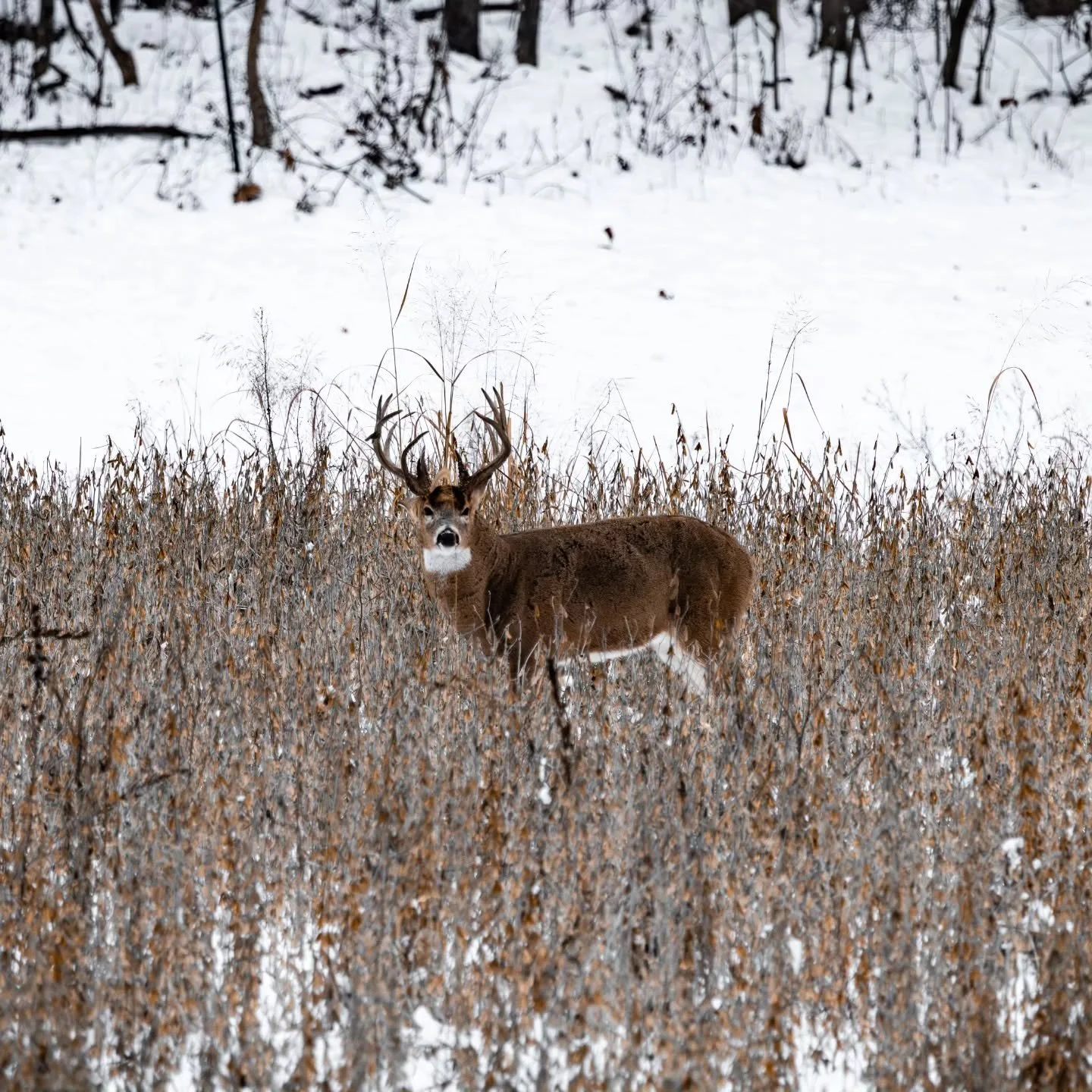 This buck played cat and mouse one too many times. It wasn&rsquo;t the textbook ending I had pictured, but I&rsquo;m grateful to finally have closure with him.

I hunted him through brutal cold, hard snowfall, and everything in between. Sit after sit