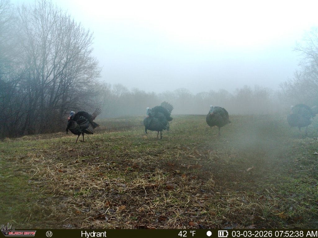 Spring vibes! 🙌🏻🦃 #spring #outdoors #turkey #hunting #turkeyhunting