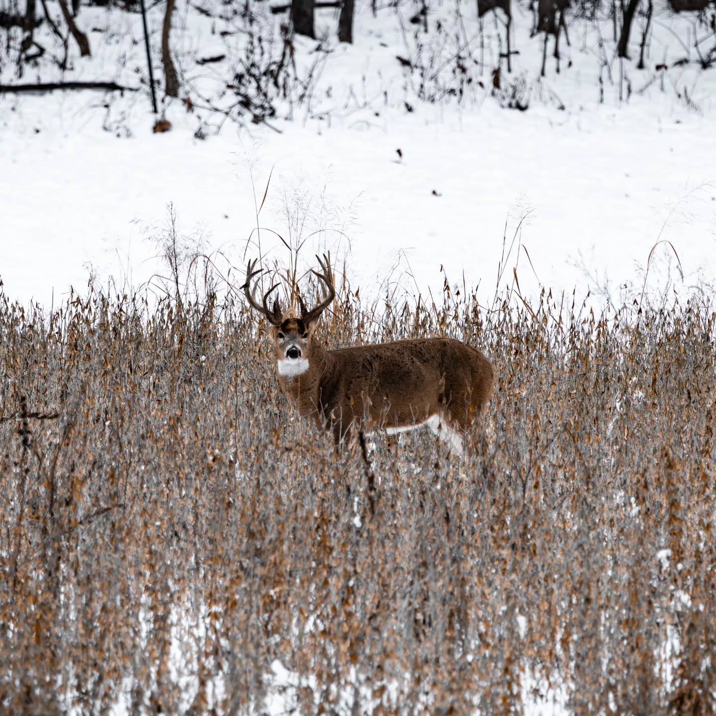 This buck played cat and mouse one too many times. It wasn&rsquo;t the textbook ending I had pictured, but I&rsquo;m grateful to finally have closure with him.

I hunted him through brutal cold, hard snowfall, and everything in between. Sit after sit