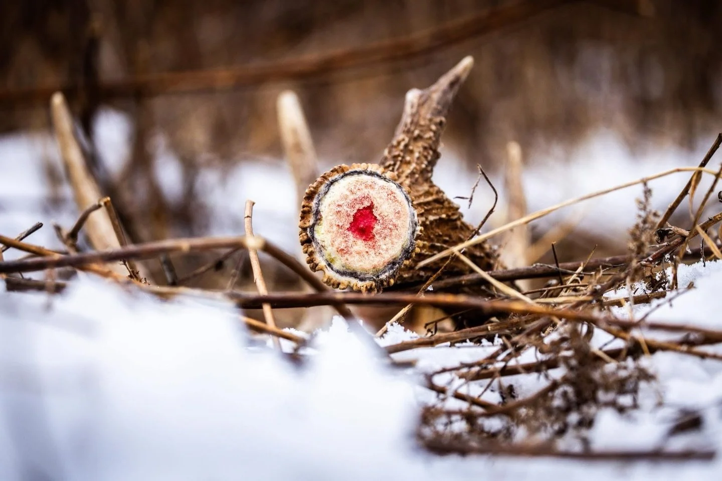 Fresh drop!  Anyone finding sheds yet? Majority still holding in Central Illinois.

#shedhunting #deerhunting #outdoors #hunting