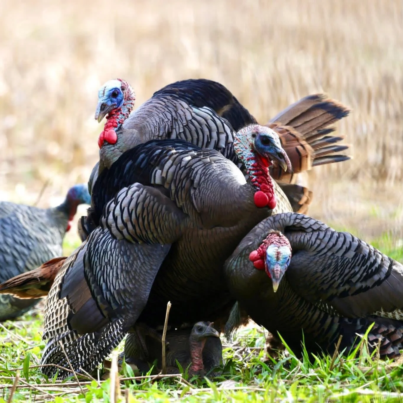 With turkey season fast approaching, what are your thoughts on killing jakes, is it good management practice to shoot them, do you leave them to become longbeards or take the opportunity when you get it?

#turkeyhunting #hunting #outdoors