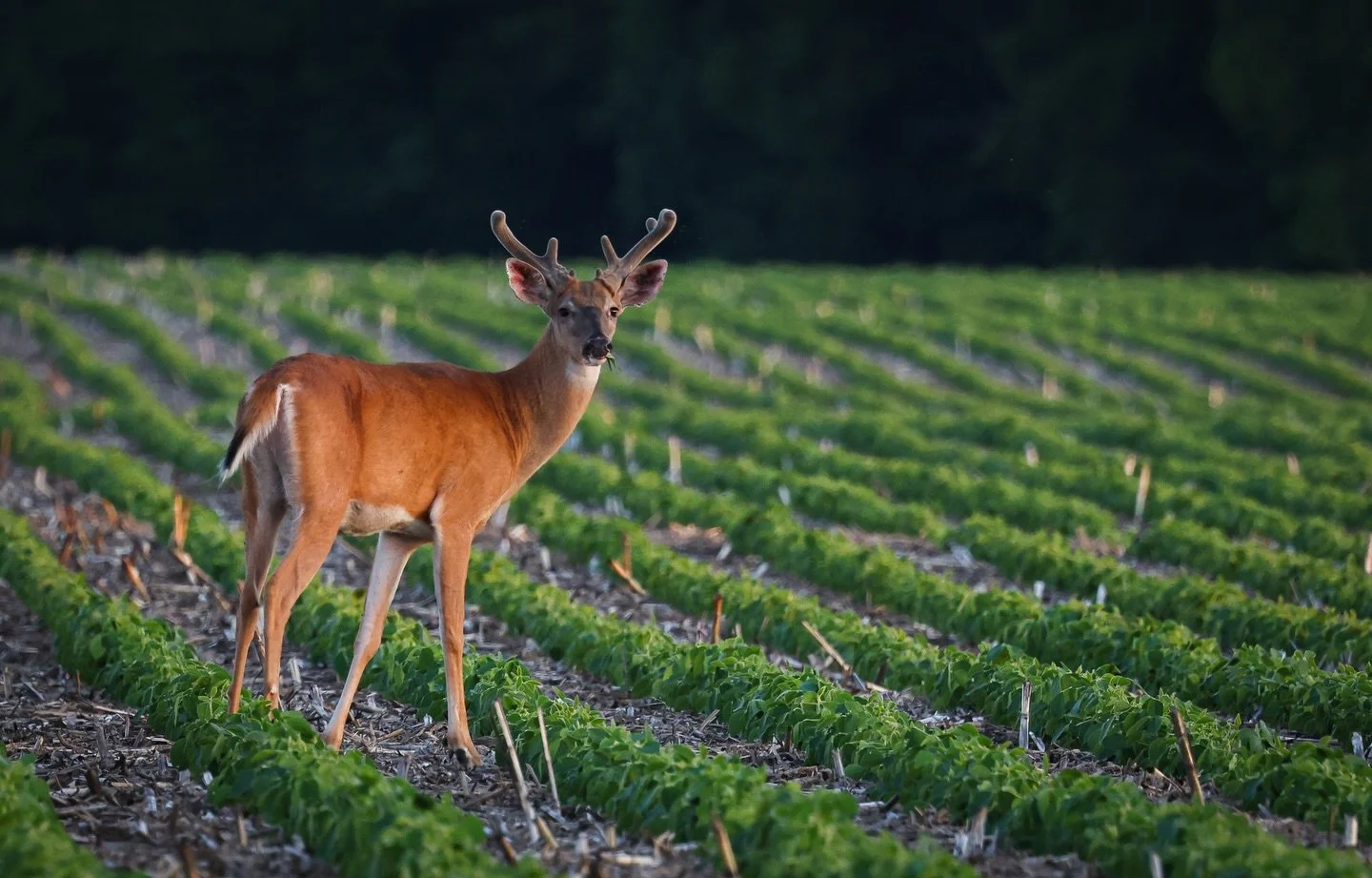 Growing season. 🦌

#deerhunting #outdoors #summer