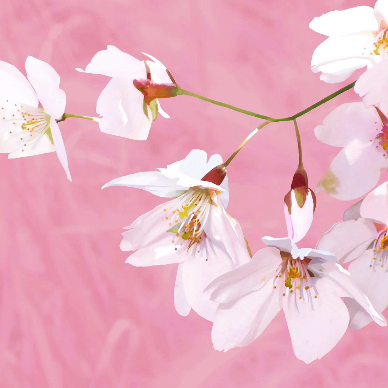 BLOSSOM ON PINK – Design Ref. 1441