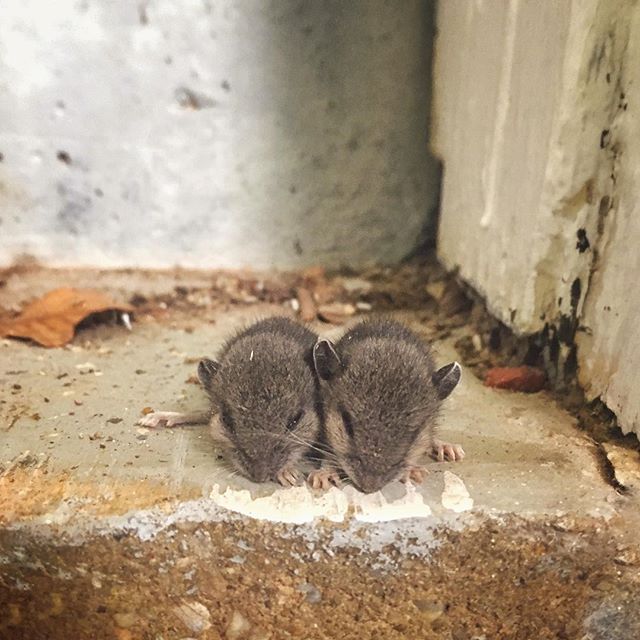 Drowsy baby mice on a step.