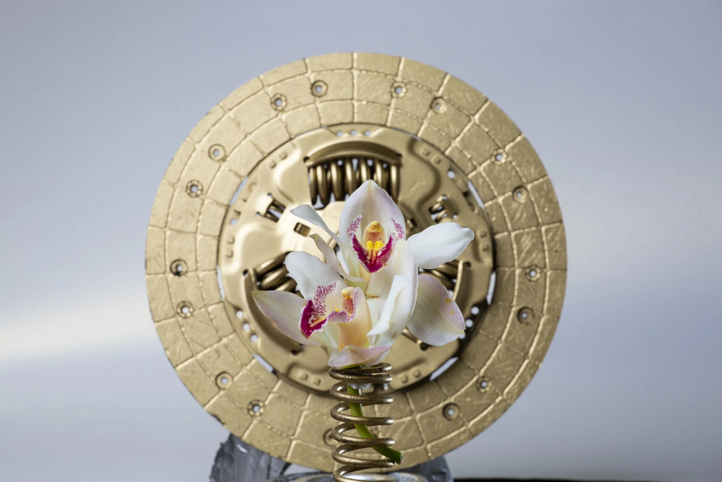 Circulo aureola con orquidea.jpg