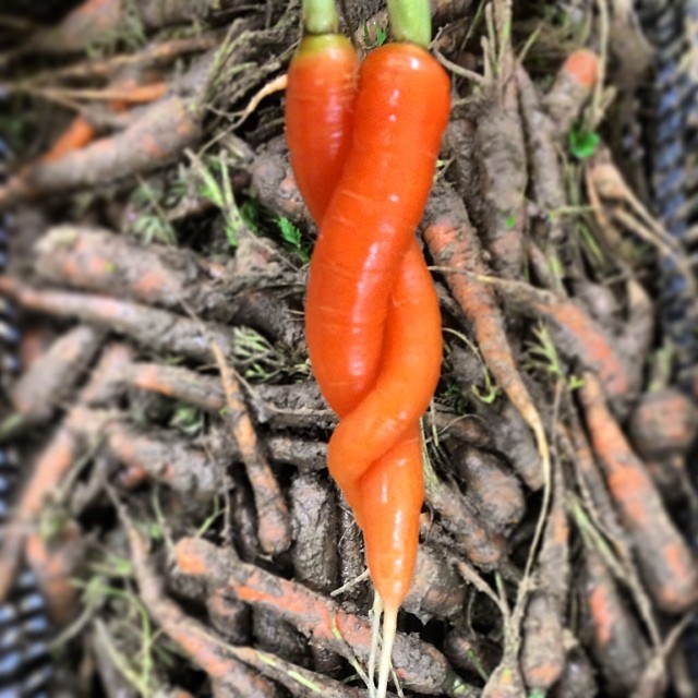 Carrot Twist.jpg