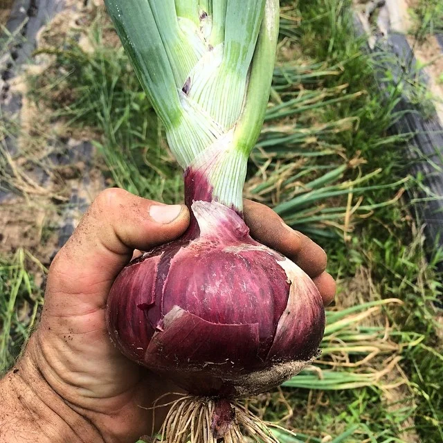 Red Onion.jpg