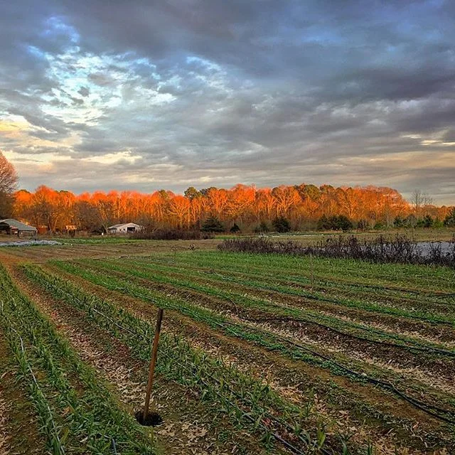 Bountiful Harvest Farms