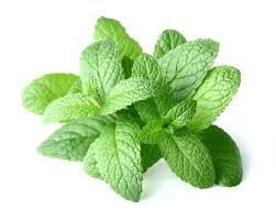 mint.jpg