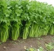 celery.jpg
