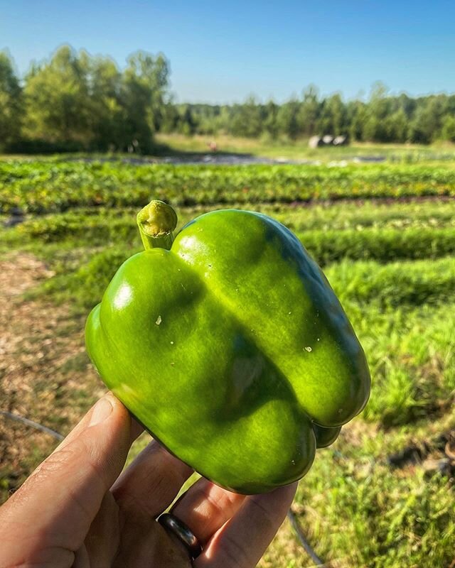 First Bell peppers harvested this year. The finest peppers I&rsquo;ve ever grown! Thank you @banner_greenhouses for the great starts. It&rsquo;s a gorgeous June morning with temps in the low 70&rsquo;s and a nice breeze. &bull;
&bull;
&bull;
#bellpep