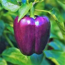 purple bell pepper.jpg
